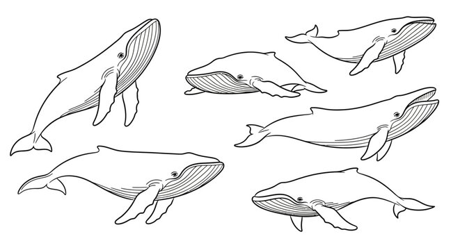 Whale Illustration Collection - Artistic Cetacean Drawings