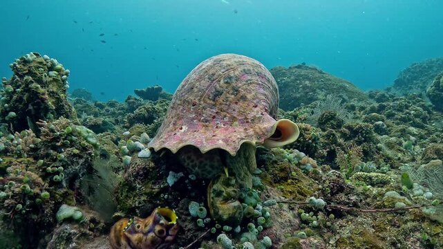 Giant triton (Charonia tritonis) resting on coral reef with subtle movement, macro 4K UHD footage in real-time with ambient sound, detailed shell texture, rare marine gastropod in natural habitat