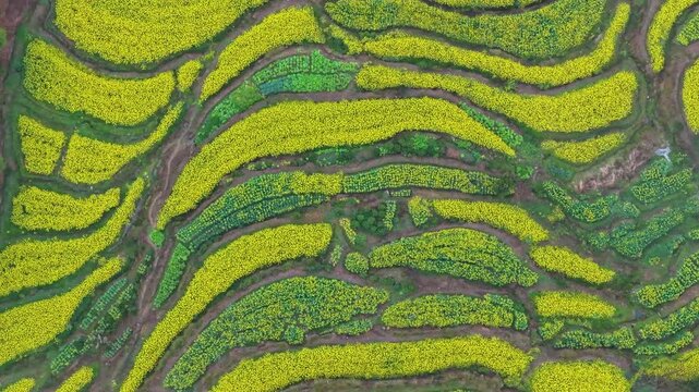 Aerial View of Canola fields at Jiangling Village, Wuyuan, Jiangxi Province, China