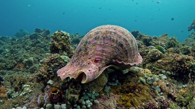 Giant triton (Charonia tritonis) resting on coral reef with subtle movement, macro 4K UHD footage in real-time with ambient sound, detailed shell texture, rare marine gastropod in natural habitat
