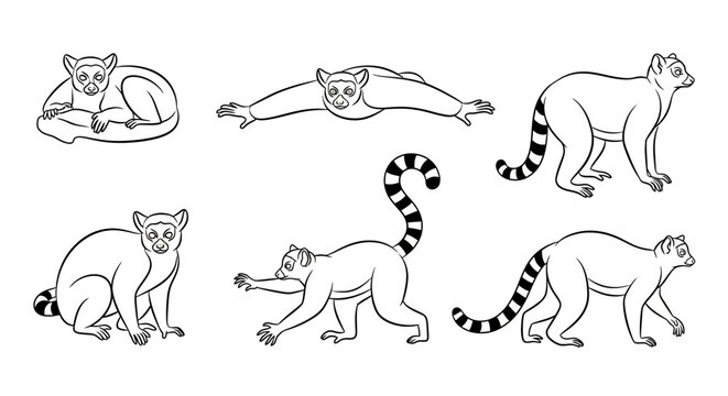 Lemur set, collection of cute ring-tailed lemur character illustrations