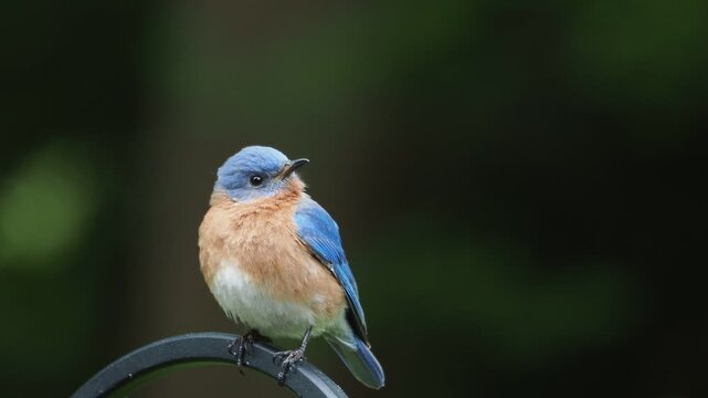 beautiful eastern bluebird
