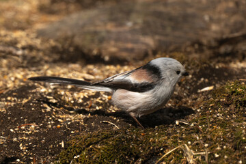 Orite à longue queue © JAG IMAGES