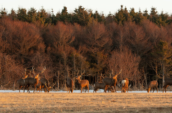 Cerf Sika,