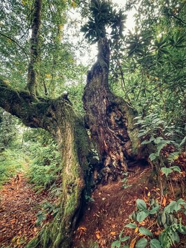 Lush Colchic subtropical forest with a massive ancient tree viewed from below, its trunk split in two to form a giant hollow, rising above reddish-brown forest soil.