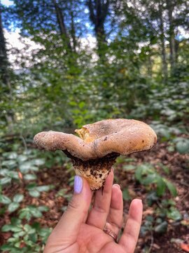 Hand holding a freshly picked bay bolete mushroom against a lush green forest background, highlighting wild mushroom foraging in a natural woodland setting.