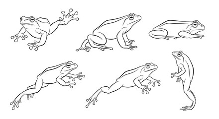 Fototapeta premium Frog set, hand-drawn line art illustrations of jumping amphibians