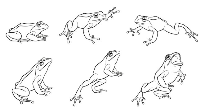 Frog set, hand drawn line art illustration of jumping toads