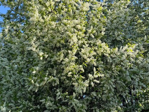 White spring blossom of tree Prunus padus bird cherry or hagberry, heckberry, hackberry, hog cherry, black dogwood.