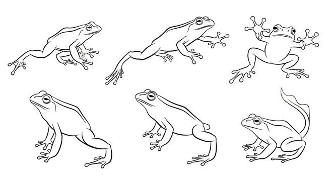 Frog sketches, set of hand-drawn amphibian illustrations for design projects