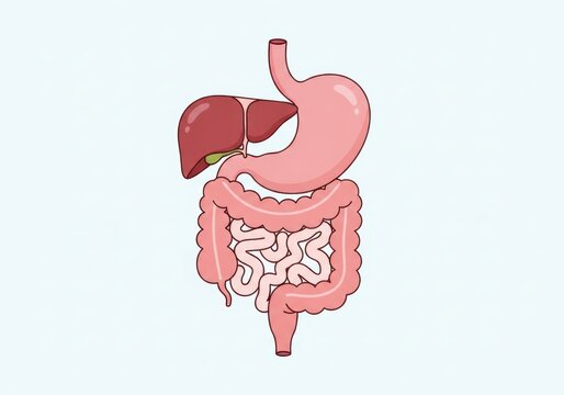 Human Digestive System Illustration for Education, Anatomy and Medical Learning