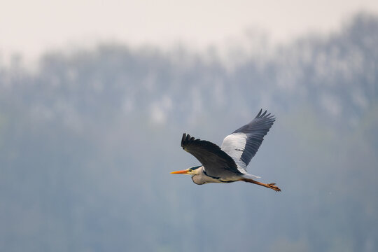 Grey Heron - Ardea cinerea, large common gray heron from worldwide lakes and rivers, Czech Republic.