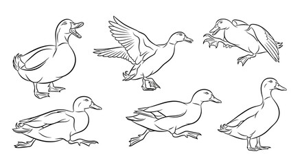 Obraz premium Duck set, collection of hand drawn bird illustrations for design