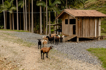 Ovelhas andando em meio ao pasto no interior do sul do Brasil © Dales Hoeckesfeld