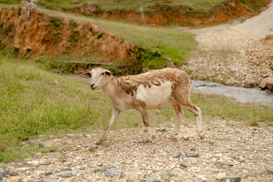 Ovelhas andando em meio ao pasto no interior do sul do Brasil