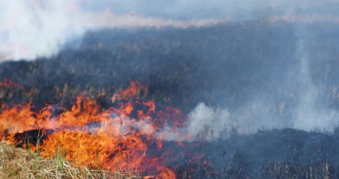 Rice straw burning in post harvest fields to prepare farmland, Thick smoke and air pollution, Grassland fire with intense flames and smoke, Climate rural landscape burning, illustrating wildfire risk