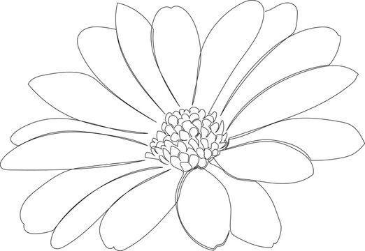 Continuous One Line Drawing of Dimorphotheca ecklonis Flower eps10