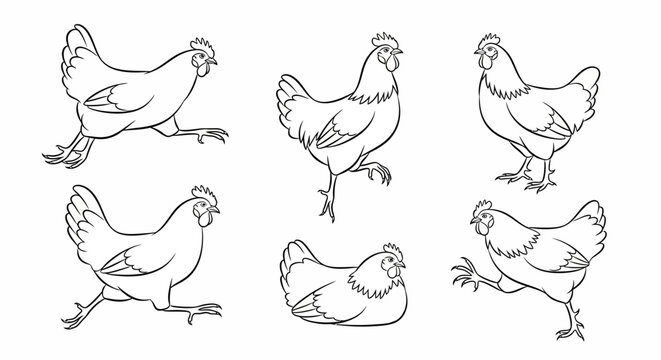 Chicken set, hand-drawn line art illustrations of farm hens