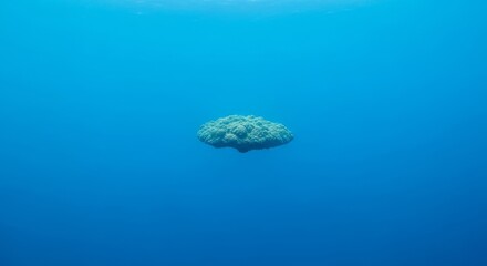 Naklejka premium A solitary coral formation floats in the vast, blue ocean depths
