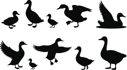 Collection of black duck and goose silhouettes in various poses © MDSHAHIN