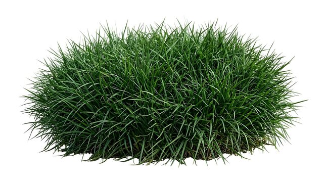 Common ornamental dwarf mondo grass ideal for landscape designs or as ground cover in gardens, adding texture and interest.