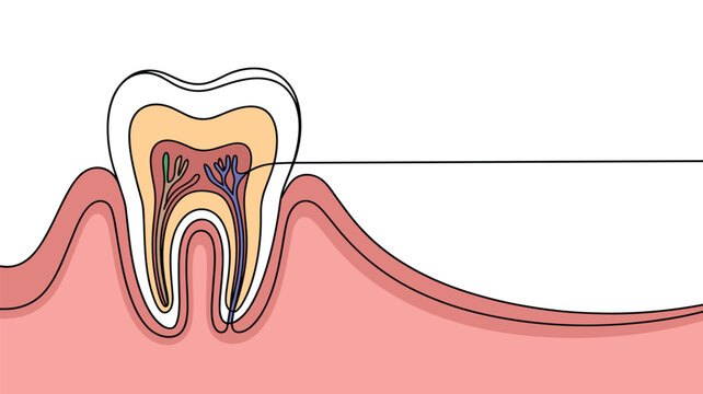Tooth anatomy structure in continuous line art style dental healthcare.