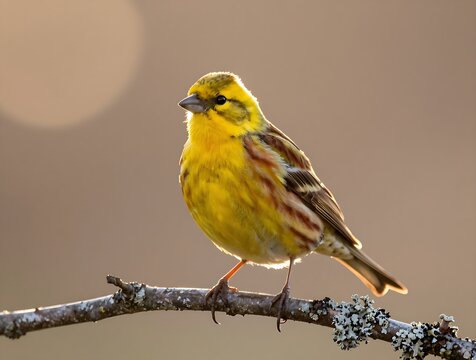 Yellowhammer bird perched on a branch during golden hour sunset