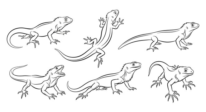 Lizard illustration, set of hand-drawn iguana sketches for design