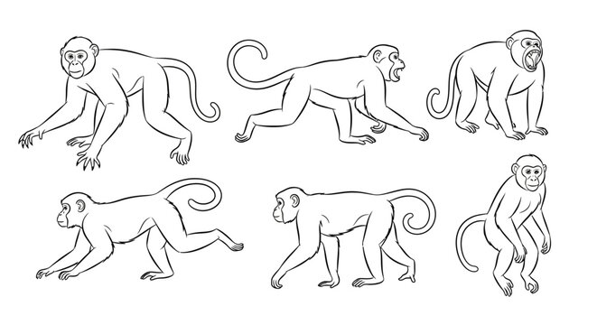 Monkey line art set, collection of hand-drawn primate character poses
