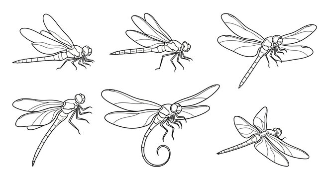 Dragonfly set, hand drawn black and white insect illustrations