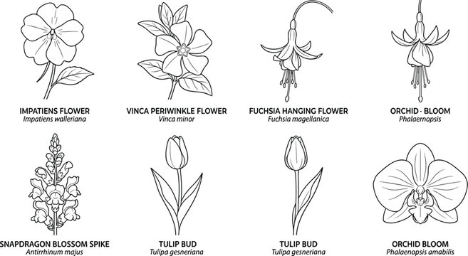 Botanical illustration of flowering plants including impatiens vinca fuchsia snapdragon tulip and orchid blooms in black and white high quality professional detailed modern