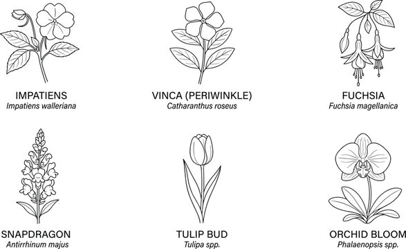 Botanical illustration of flowering plants including impatiens vinca fuchsia snapdragon tulip and orchid blooms on a white background high quality professional detailed modern