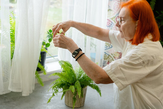 An elderly woman with red hair spends her free time caring for her indoor plants on the kitchen windowsill. The image conveys peaceful solitude and the pleasure of gardening. Grandmother at leisure.