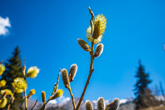 Willow catkin buds blooming on branch against clear blue sky