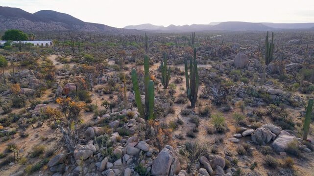 Watch as the sun rises over Catavina in Baja California showcasing desert plants like cordon and cirios in the oasis.