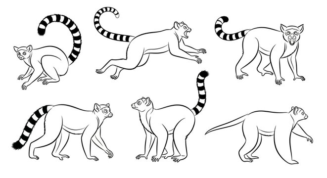 Lemur drawing set, collection of hand-drawn ring-tailed lemur illustrations