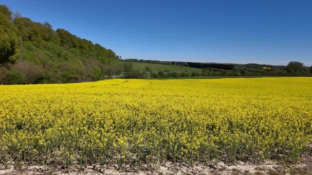 Micheldever Hampshire England UK. 9.04.2026. Video. A picturesque rural landscape featuring a vast expanse of blooming yellow rapeseed flowers stretching towards the horizon