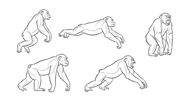 Chimpanzee set, hand-drawn line art illustrations of primates in motion
