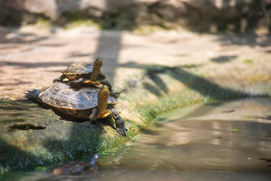 A small turtle sitting on top of a larger turtle's shell while sunbathing by a pond, capturing a peaceful and humorous moment in nature.