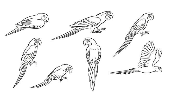 Parrot set, hand drawn line art sketches of tropical birds