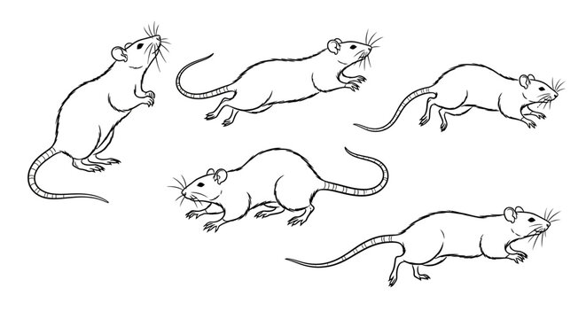 Rat sketches, hand-drawn illustration set of rodents in various poses