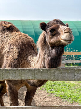 A close-up portrait of a majestic Bactrian camel with thick brown fur standing behind a wooden fence on a farm