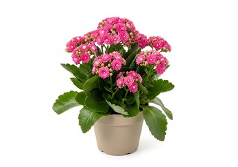Fototapeta premium Pink flowering plant in a green pot
