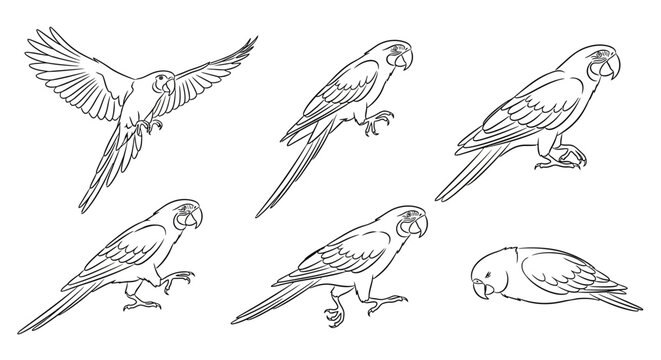 Parrot line art set, hand drawn macaw bird collection