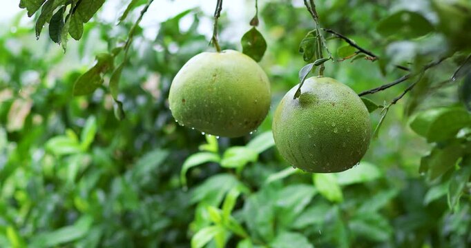 Fresh pomelo fruits hanging on tree in the rain, water droplets on green skin and leaves, lush natural atmosphere, ideal for agriculture, organic, and rainy season themes