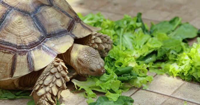 Sulcata Tortoise eating fresh leafy greens, African Spurred Tortoise, (Centrochelys sulcata), turtle showcasing natural behavior, pet care, healthy organic feeding, animal education idea, close-up
