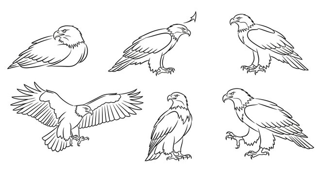 Eagle set, hand drawn sketch of bald eagles in poses