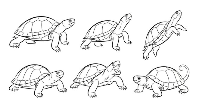 Turtle Collection Diverse Poses Vector Art
