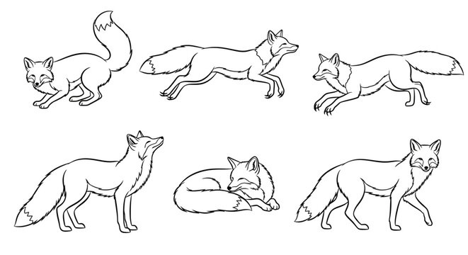 Fox set, hand drawn line art illustration of wild animals