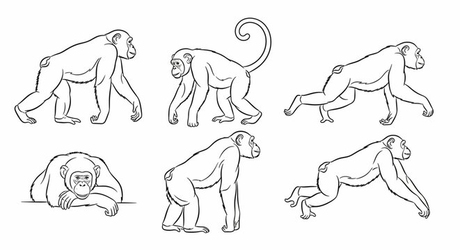 Chimpanzee line art set, collection of monkey poses for design